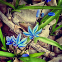 Crocus