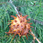 Cedar-Apple Rust Gall