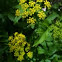 Golden Alexanders