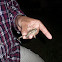 Fowler's Toad