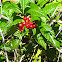 Wild Coffee