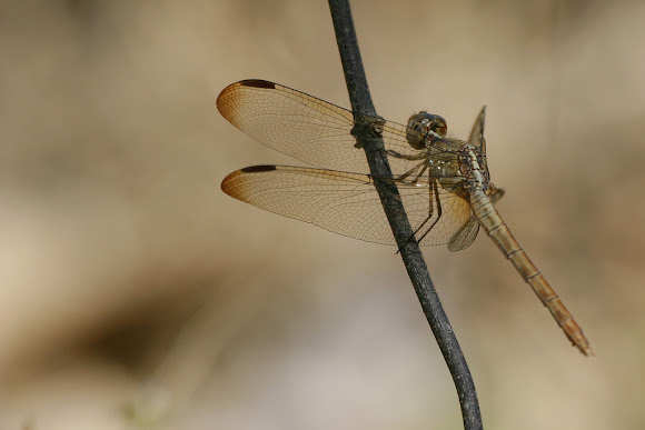Spotting Image 1