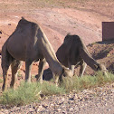 Dromedary