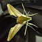 Tersa Sphinx Moth