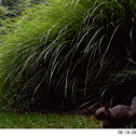 Gray Squirrel
