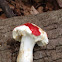 Russula