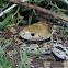 Gopher Snake
