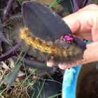 Tiger Moth Caterpillar