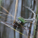 Lacerta agilis