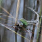 Lacerta agilis