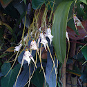 Spider orchid