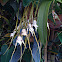 Spider orchid