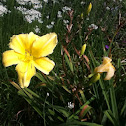 Yellow Lily