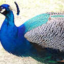 Peafowl