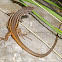 Colilarga (Large Psammodromus)