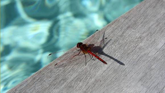 Spotting Image 1