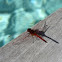 Dragon Fly