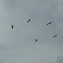 Magnificent frigatebird