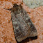 Reddish speckled dart