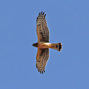 Northern Harrier (For crying out loud)