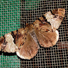 Geometridae-Ennominae