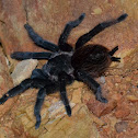 Tarantula belluda