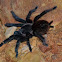 Tarantula belluda