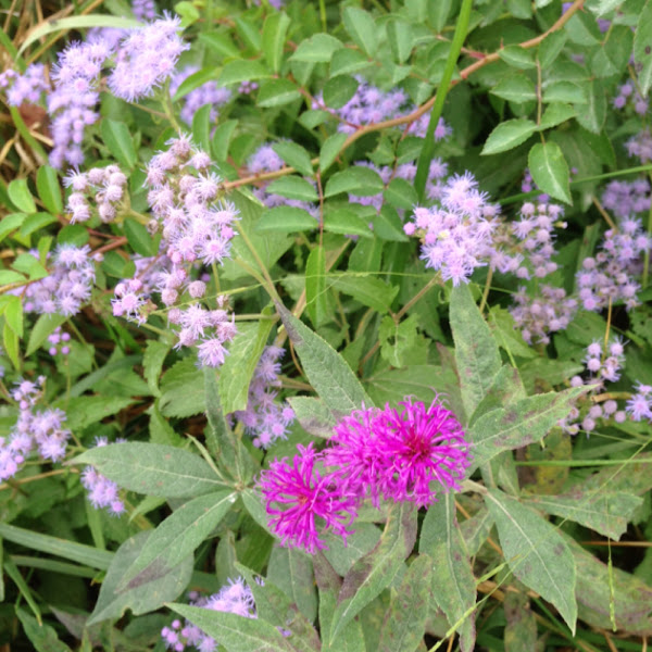 Tall Ironweed Project Noah