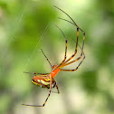 long-jawed orb weaver