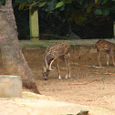 Chital