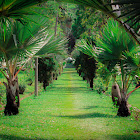 Palm Tree Row