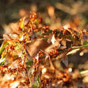 Termites