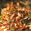 Termites