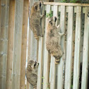 Raccoon