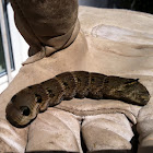 Mittlerer Weinschwärmer (Elephant Hawk-moth)