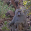 Olive baboon