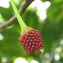 Tronador Tree