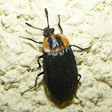 Carrion Beetle