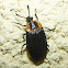 Carrion Beetle