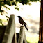 North American Robin