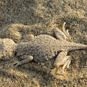 Laungwala Toad-Headed Lizard