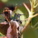Anna's hummingbird