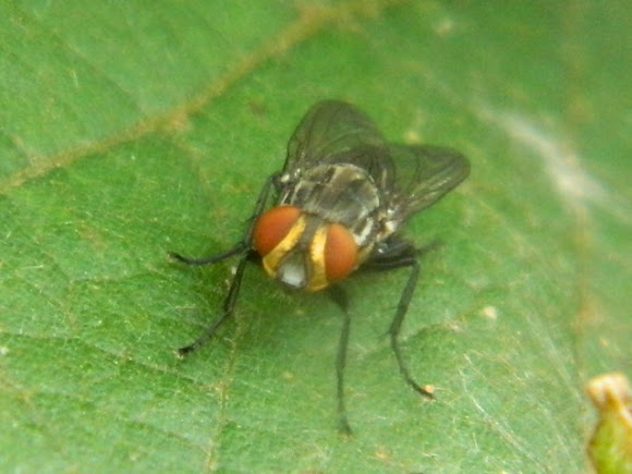 Spotting Image 1