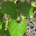 Gulf Fritillary caterpillar