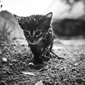 by Artur Jakutsevich - Animals - Cats Portraits