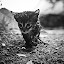 by Artur Jakutsevich - Animals - Cats Portraits