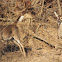 White-tailed deer