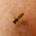 Hover fly