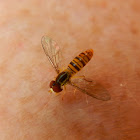 Hover fly