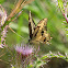 Giant Swallowtail
